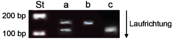 Elektrophoresegel mit DNA-Banden in den Spuren St, a, b und c sowie markierter Laufrichtung.